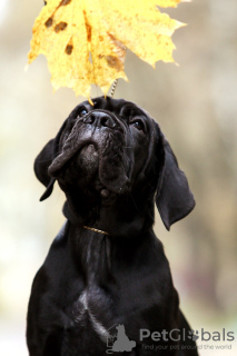 Dodatkowe zdjęcia: Szczenięta włoskiego Cane Corso