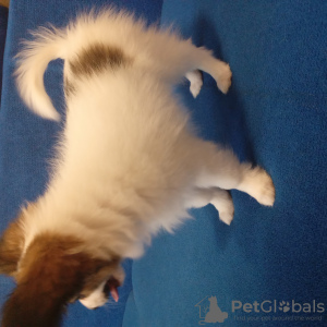 Zdjęcie №2 do zapowiedźy № 40852 na sprzedaż  papillon (rasa psów) - wkupić się Ukraina hodowca