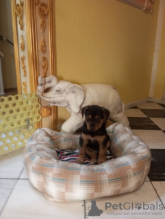 Zdjęcie №3. Szczenięta. Białoruś