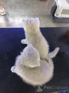 Zdjęcie №4. Sprzedam scottish fold w Anderu. prywatne ogłoszenie - cena - 2535zł