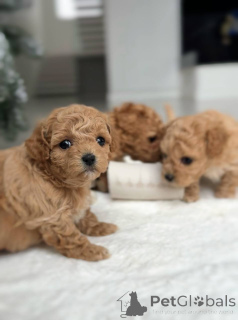 Zdjęcie №1. maltańczyk - na sprzedaż w Amsterdam | negocjowane | Zapowiedź №164614