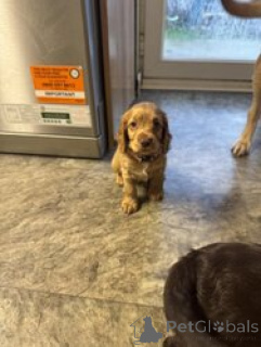 Zdjęcie №1. cocker spaniel amerykański - na sprzedaż w Bella | negocjowane | Zapowiedź №168838