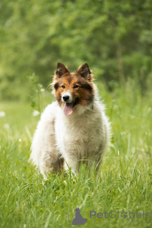Zdjęcie №4. Sprzedam pies nierasowy w Москва.  - cena - Bezpłatny