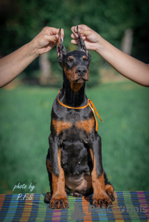 Zdjęcie №4. Sprzedam doberman w Loznica. hodowca - cena - negocjowane