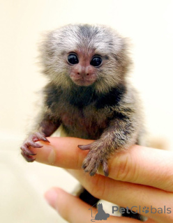 Zdjęcie №2 do zapowiedźy № 162665 na sprzedaż   - wkupić się USA 