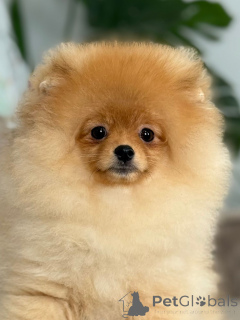 Zdjęcie №3. Pomorski szczeniak Tropus. Litwa