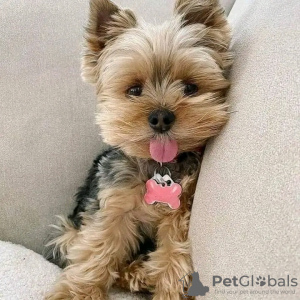 Zdjęcie №2 do zapowiedźy № 123117 na sprzedaż   - wkupić się USA hodowca