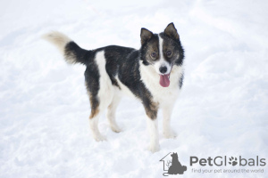 Zdjęcie №1. pies nierasowy - na sprzedaż w Pushkino | Bezpłatny | Zapowiedź №18288