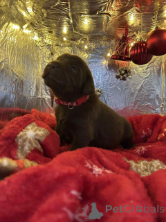 Zdjęcie №2 do zapowiedźy № 157687 na sprzedaż  labradoodle - wkupić się Belgia hodowca