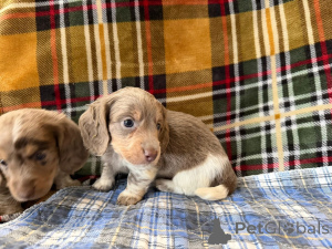 Zdjęcie №1.  - na sprzedaż w Berlin | negocjowane | Zapowiedź №166429