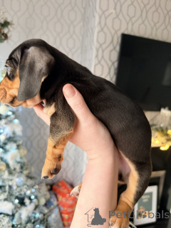 Zdjęcie №3. Wspaniałe szczenięta jamnika od naszych ukochanych zwierzaków. Australia