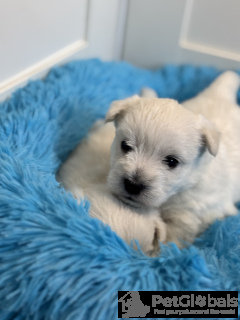 Zdjęcie №4. Sprzedam pies nierasowy w Szydłowiec. hodowca - cena - 9089zł