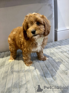 Zdjęcie №2 do zapowiedźy № 132000 na sprzedaż  cavalier king charles spaniel - wkupić się USA prywatne ogłoszenie