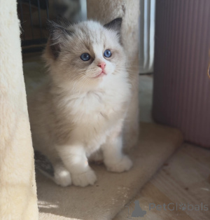 Zdjęcie №1. ragdoll - na sprzedaż w Flensburg | negocjowane | Zapowiedź № 170000