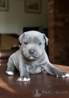 Zdjęcie №2 do zapowiedźy № 175471 na sprzedaż  staffordshire bull terrier - wkupić się Niemcy prywatne ogłoszenie