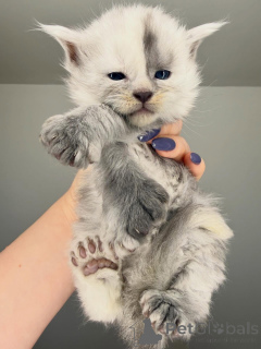 Zdjęcie №1. maine coon - na sprzedaż w Alavus | 2392zł | Zapowiedź № 164230