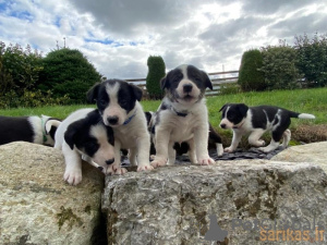 Zdjęcie №1. border collie - na sprzedaż w Warszawa | 1500zł | Zapowiedź №42491