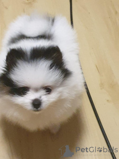 Zdjęcie №2 do zapowiedźy № 159968 na sprzedaż  szpic miniaturowy - wkupić się Austria 