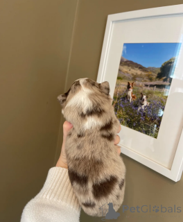 Zdjęcie №4. Sprzedam border collie w Alabama.  - cena - 1622zł