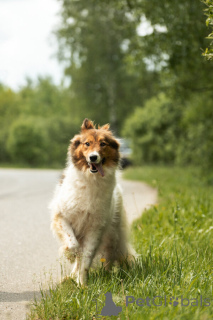 Zdjęcie №3. Lesya, Fox, dziewczyna, 2 lata, podróżnik i sprytny!. Federacja Rosyjska