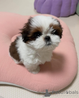 Zdjęcie №2 do zapowiedźy № 173337 na sprzedaż  shih tzu - wkupić się Niemcy prywatne ogłoszenie