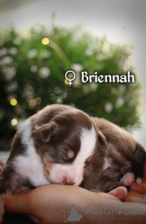 Zdjęcie №4. Sprzedam miniaturowy owczarek amerykański (aush) w Gdańsk. prywatne ogłoszenie, hodowca - cena - 12916zł