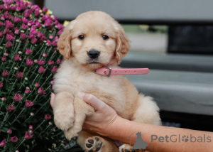 Zdjęcie №1. golden retriever - na sprzedaż w Mediolan | negocjowane | Zapowiedź №157924