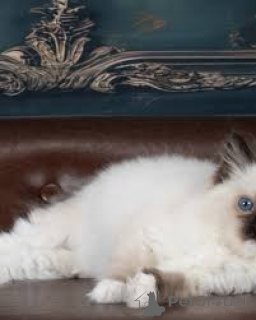 Zdjęcie №3. Ragdoll-Kätzchen zu verkaufen. Austria