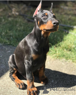 Zdjęcie №2 do zapowiedźy № 138744 na sprzedaż  doberman - wkupić się Niemcy prywatne ogłoszenie