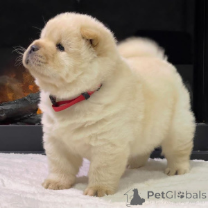 Zdjęcie №1. chow-chow - na sprzedaż w Kopenhaga | negocjowane | Zapowiedź №175119