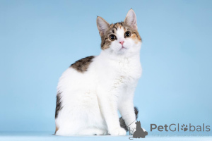 Zdjęcie №1.  - na sprzedaż w Chimki | Bezpłatny | Zapowiedź № 157211