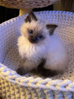 Zdjęcie №1. ragdoll - na sprzedaż w Bielefeld | negocjowane | Zapowiedź № 174840