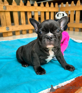 Zdjęcie №3. Dostępne zdrowe niebieskie szczenięta buldoga francuskiego. Niemcy