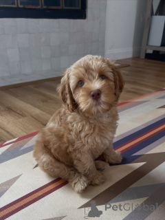 Zdjęcie №1. labradoodle - na sprzedaż w Monachium | negocjowane | Zapowiedź №169008