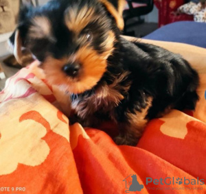 Zdjęcie №3. Mam do sprzedania uroczego szczeniaka rasy Yorkshire Terrier.. Niemcy