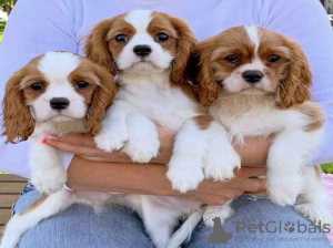 Zdjęcie №1. cavalier king charles spaniel - na sprzedaż w Валлетта | 1585zł | Zapowiedź №58293