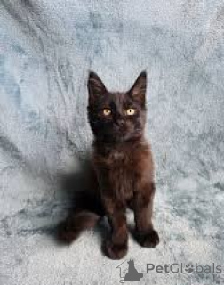 Zdjęcie №1. bombay cat - na sprzedaż w Helsinki | 2392zł | Zapowiedź № 166341