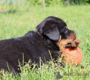 Zdjęcie №1. rottweiler - na sprzedaż w Bobruisk | 4186zł | Zapowiedź №51859