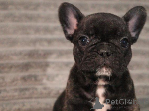 Zdjęcie №3. KC Rejestrun Atemaubende Französische Bulldoggen. Niemcy