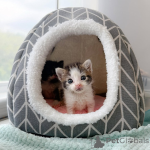 Zdjęcie №3. Śliczne i urocze kocięta dostępne w sprzedaży. Niemcy