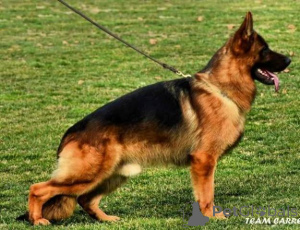 Zdjęcie №3. Szczenięta owczarka niemieckiego. Serbia