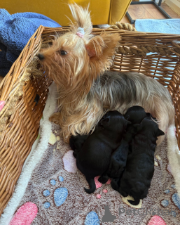 Zdjęcie №2 do zapowiedźy № 161329 na sprzedaż  yorkshire terrier - wkupić się Chorwacja 