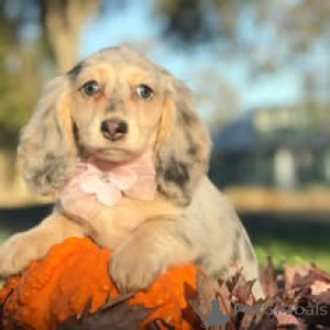 Zdjęcie №2 do zapowiedźy № 166734 na sprzedaż  jamnik - wkupić się Francja prywatne ogłoszenie, hodowca