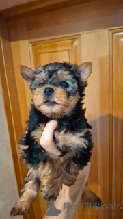 Zdjęcie №3. Szczenięta czystej krwi Yorkshire Terrier.. Litwa