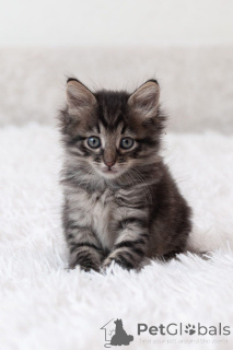 Zdjęcie №1.  - na sprzedaż w Rzeka Moskwa | Bezpłatny | Zapowiedź № 150133