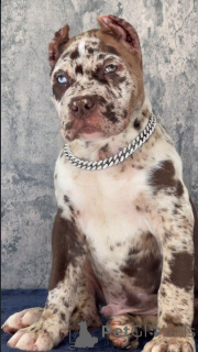 Zdjęcie №2 do zapowiedźy № 155093 na sprzedaż  cane corso - wkupić się Szwajcaria hodowca