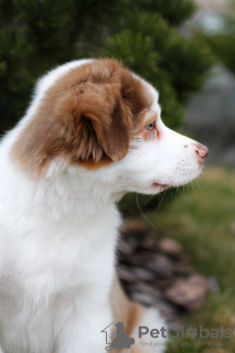 Zdjęcie №2 do zapowiedźy № 42470 na sprzedaż  australian cattle dog - wkupić się Białoruś od żłobka