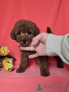 Zdjęcie №3. Rote Zwerg pudel welpen. Serbia