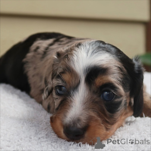 Zdjęcie №2 do zapowiedźy № 159136 na sprzedaż  jamnik - wkupić się Szwajcaria hodowca