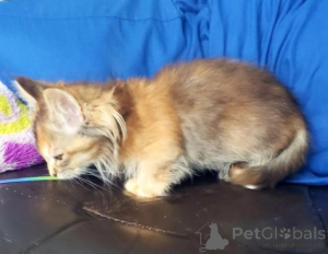 Zdjęcie №2 do zapowiedźy № 160387 na sprzedaż  munchkin - wkupić się Niemcy hodowca